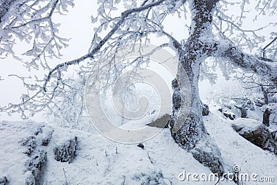 Frost tree in winter mountain Stock Photo