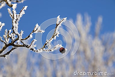 Frost Stock Photo