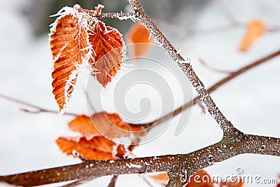 Frost Stock Photo