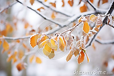 frostcovered leaves on a brisk winter morning Stock Photo