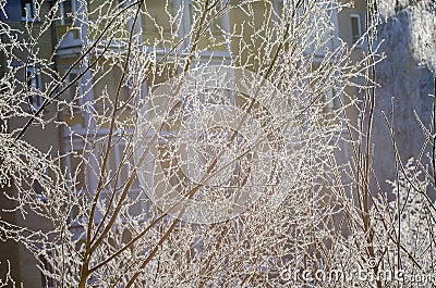 Frosted birch branches on an sunny winter morning Stock Photo