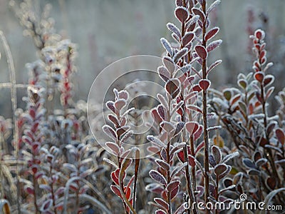 Frosted bog bilberry bush with leaves Stock Photo