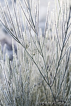 Frosted Broom in the Scottish Highlands. Stock Photo