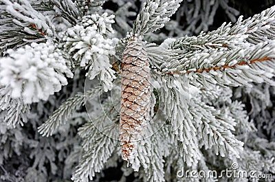 Frosted cone and branches of Norway spruce tree, winter season magic Stock Photo