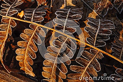 Frosted Ferns, Wilton Park And Preserve, Saratoga County, New York Stock Photo