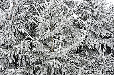 Frosted fir trees winter season nature background, monochrome Stock Photo