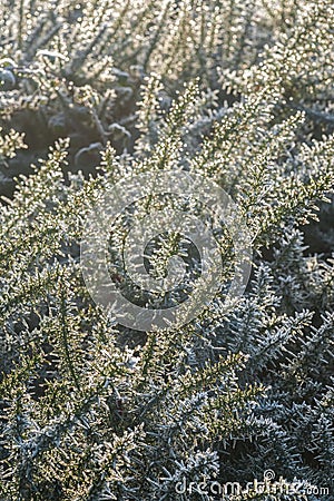 Frosted gorse bush Stock Photo