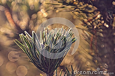 Frosted green star twig of a Christmas tree in the winter sun Stock Photo