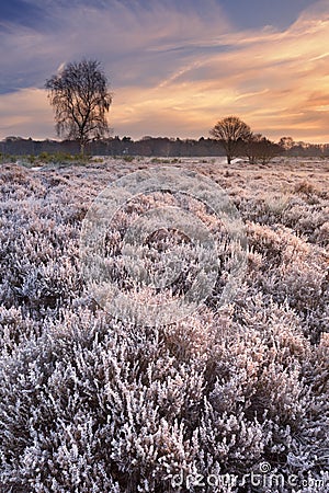 Frosted heather at sunrise in winter in The Netherlands Stock Photo