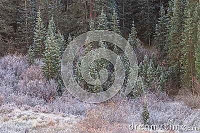 Frosted Meadow and Ponderosa Pines Stock Photo