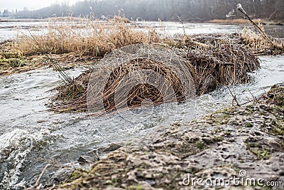 Frosted, old, broken, brown reed trunks in river Venta, Kuldiga, Latvia Stock Photo
