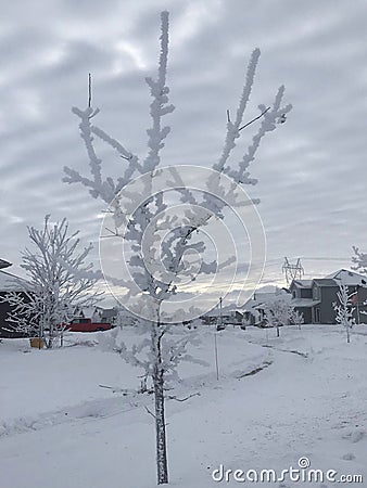 Frosted small trees winter snow neighbourhood stree Stock Photo