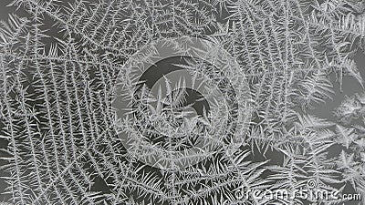 Frosted Spider Web on a Window Stock Photo