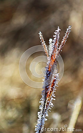 Frosted Stock Photo