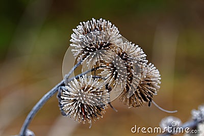 Meadow thistle frosted, winter season nature details Stock Photo