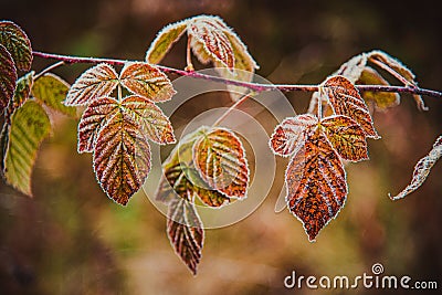 frosty autumn leaves Stock Photo
