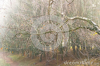 Frosty beautiful birch branch against autumn park trees at foggy morning Stock Photo