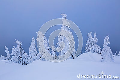 On a frosty beautiful day among high mountains are magical trees covered with white fluffy snow against the winter landscape. Stock Photo