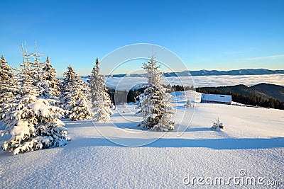 On a frosty beautiful day among high mountains and peaks are magical trees covered with white fluffy snow. Stock Photo