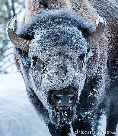 Frosty bison face Stock Photo