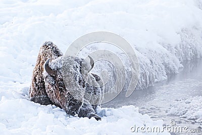 Frosty bison Stock Photo