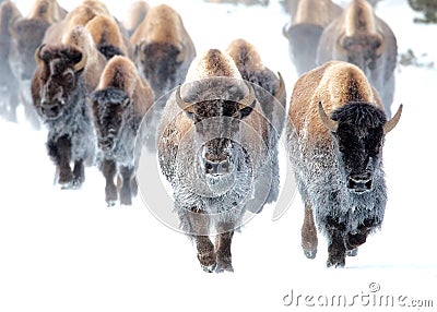 Frosty Bison Running in Yellowstone Stock Photo