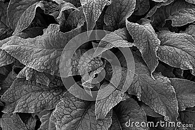 Frosty comfrey leaves Stock Photo