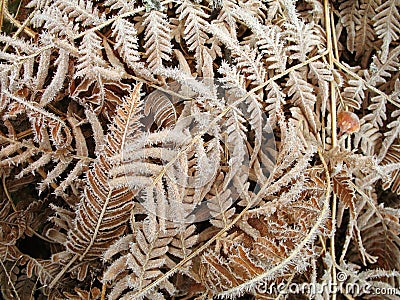 Frosty ferns Stock Photo