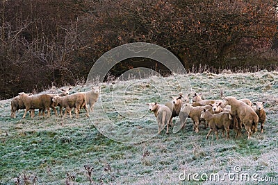 Frosty field with Ram-Lambs. Stock Photo