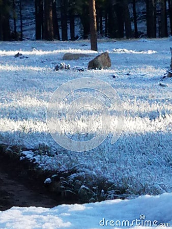 Frosty grass Stock Photo