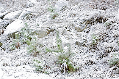 Frosty green shoots of young trees. Green and white. Stock Photo