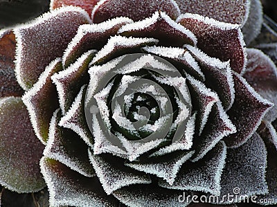 Frosty houseleek Stock Photo