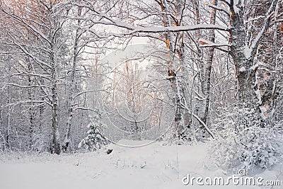 Frosty Landscape In Snowy Forest.Winter Forest Landscape. Beautiful Winter Morning In A Snow-Covered Birch Forest. Snow Covered Tr Stock Photo