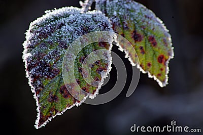 Frosty leaves Stock Photo