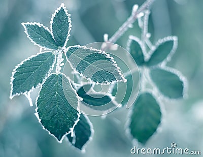 Frosty Leaves Stock Photo