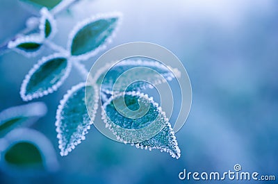 Frosty leaves on the blue background - abstract Stock Photo