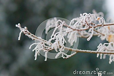 Frosty leaves on branches Stock Photo