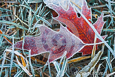 Frosty leaves on grass. Autumn background. Hoarfrost on plants. Cold nature. Creative nature layout Stock Photo