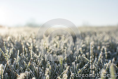 Frosty morning in early December Stock Photo