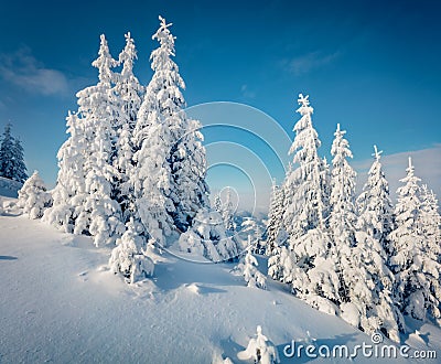 Frosty morning view of Carpathian mountains with fresh snow covered fir trres. Stock Photo