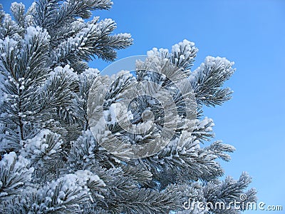 Frosty pine twigs Stock Photo