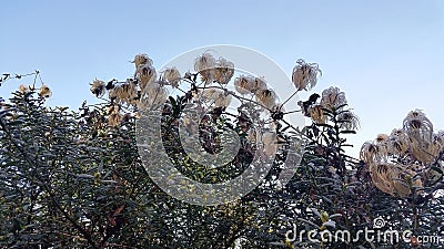 Frosty Plant Clematis Seed Heads
