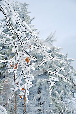 Frosty snow-covered Leaves Stock Photo