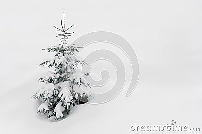 Frosty snow covered spruce tree in snow. Stock Photo