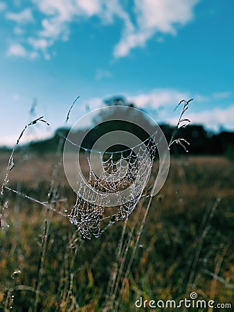 Frosty spiderweb crystalized ice on grass morning Stock Photo