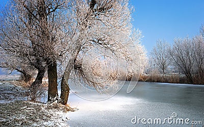 Frosty tree and backwater Stock Photo