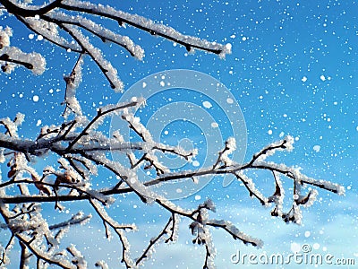 frosty-tree-snow-11449929.jpg