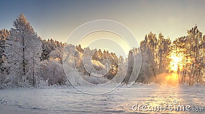 Frosty trees on sunrise with yellow sunlight in winter morning. Snowy winter landscape. Christmas background Stock Photo