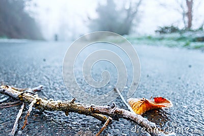 Frosty twig on iced road. Stock Photo