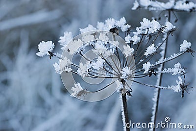 Frosty umbellifer flower Stock Photo